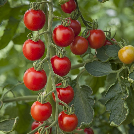 Tomato Consuelo F1